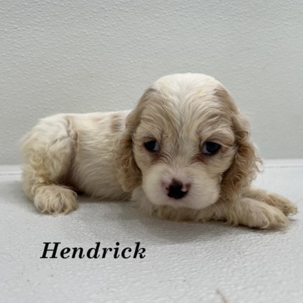 puppy, for, sale, Cockalier, Joe & Cherri  Overlease, dog, breeder, Miller, MO, dog-breeder, puppy-for-sale, forsale, nearby, find, puppyfind, locator, puppylocator, aca